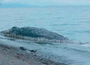 Bangkai Paus 9 Meter Terdampar di Kepulauan Sula