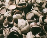Harga Kopra di Kepulauan Sula Naik, Mencapai Rp10.700 Per Kilogram
