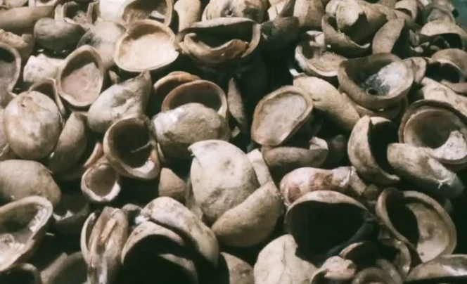 
Foto: Kopra di Kepulauan Sula. (doc: Arafit)