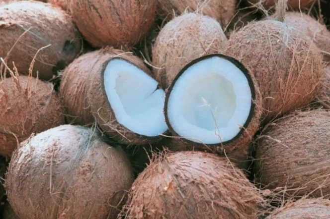 
Foto: Buah Kelapa Tua. (doc: istimewa)
