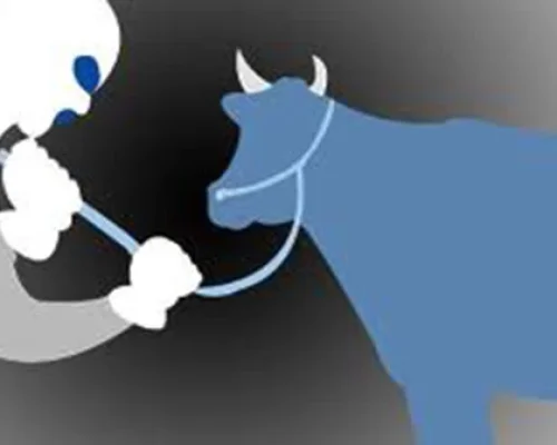 Sapi Milik Warga Sula Diduga Dicuri dan Dijual, Polisi Diminta Segera Bertindak