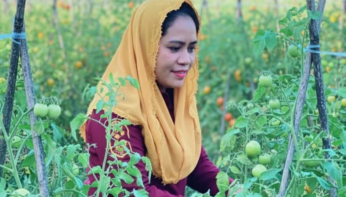 Bupati Sula Panen Tomat Bersama Kelompok Tani Wai Balanda