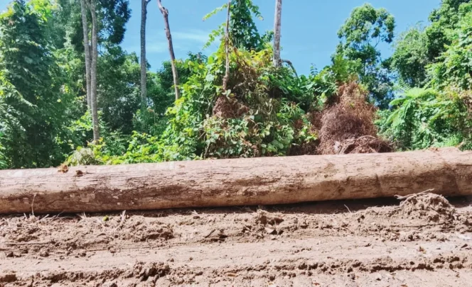 
Lahan Petani Disikat, Warga Capalulu Desak DPRD Malut Bongkar Dugaan Pembalakan Liar Perusahaan