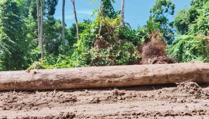 Lahan Petani Disikat, Warga Capalulu Desak DPRD Malut Bongkar Dugaan Pembalakan Liar Perusahaan