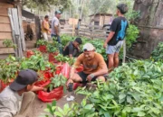 Komitmen Tebang-Tanam, CV. AEMM Siapkan Ribuan Bibit Pala