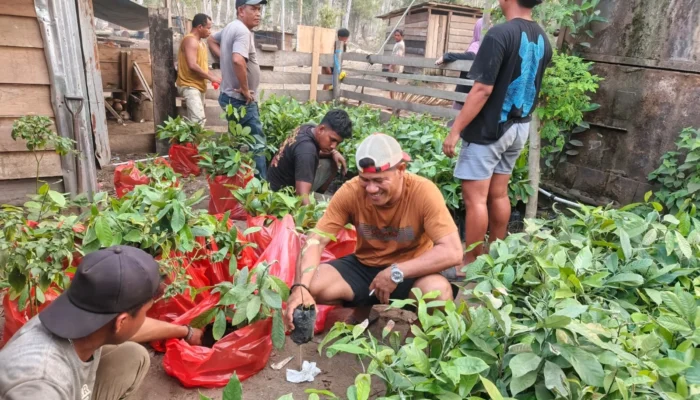 Komitmen Tebang-Tanam, CV. AEMM Siapkan Ribuan Bibit Pala